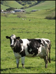 Cow in field